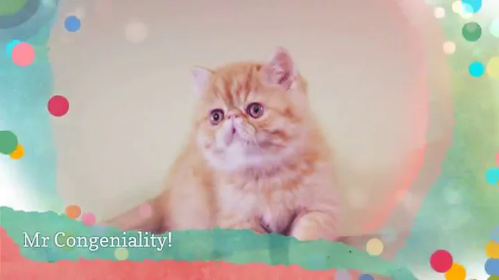 Video 1189341: tabby exotic shorthair, shorthair tabby kitten, tabby boy, tabby male