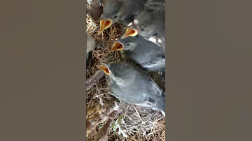 Как быстро растут дети :) Птенцы трясогузки от яйца до вылета из гнезда за 20 секунд #shorts