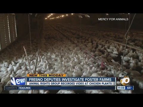 Foster Farms under investigation amid release of undercover video