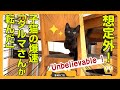 想像以上の「だるまさんが転んだ」をするおしゃべり子猫が可愛い！