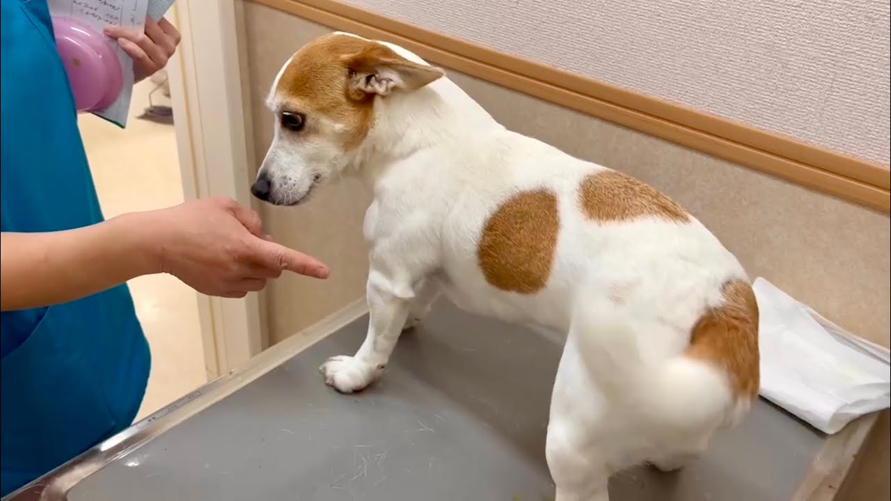 Jack Russell terrier explodes with joy after meeting his teacher 