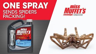 Miss Muffet s Revenge Spider Killer