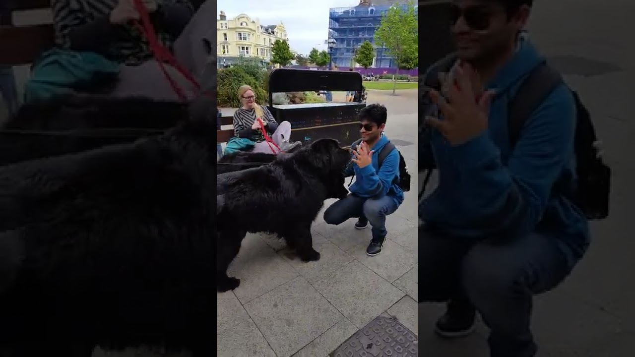 Gentle Giants | Biggest Dog in the world 