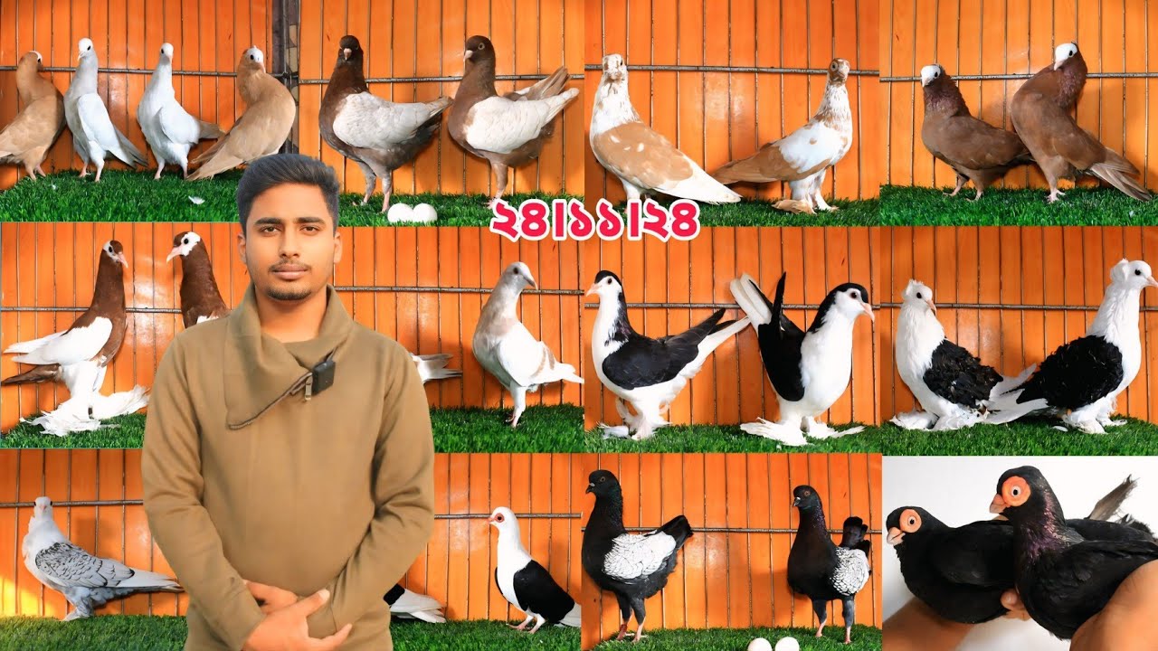 পৃথিবীর সবচেয়ে জনপ্রিয় কবুতর কিনুন পানির দামে। টপ কোয়ালিটির সব কবুতর কালেকশন।