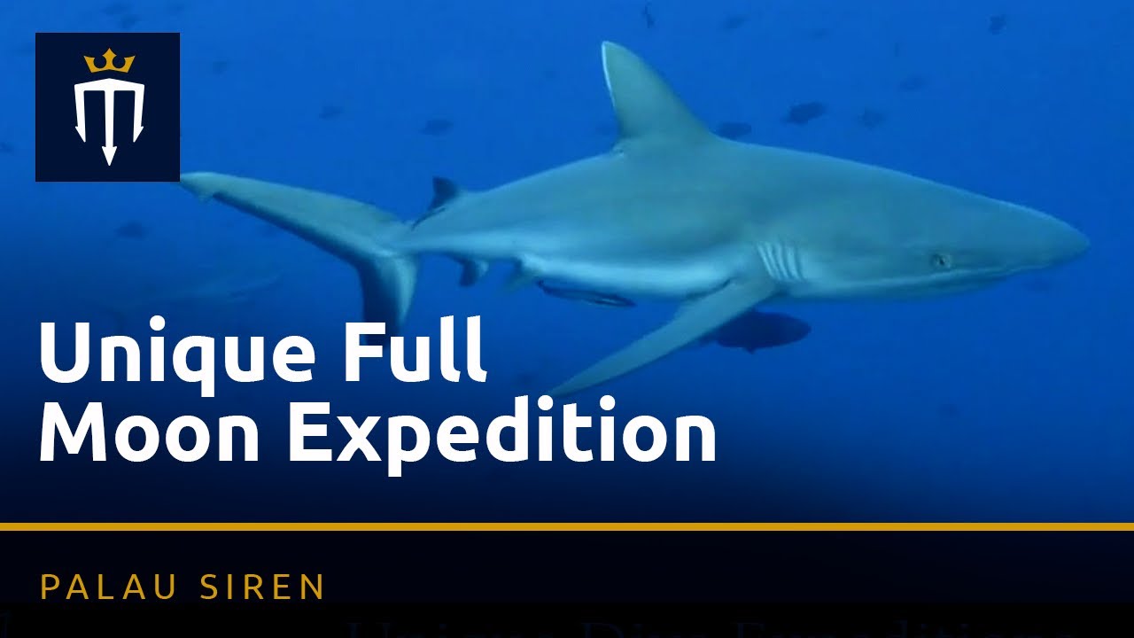 Palau Siren Unique Full Moon Expedition