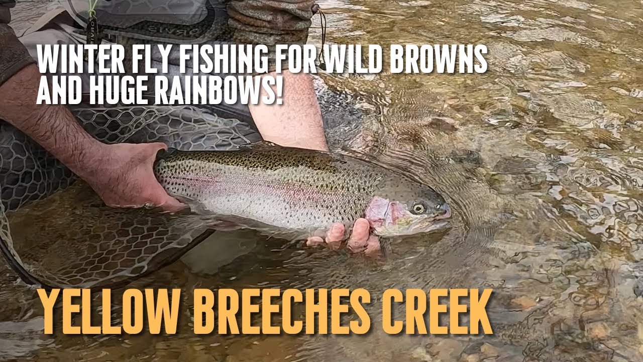 Winter Fly Fishing on Yellow Breeches Creek, Wild Browns and a Huge