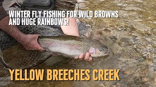 Winter Fly Fishing on Yellow Breeches Creek, Wild Browns and a Huge Rainbow Trout!