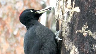 Черный дятел добывает короедов из сосны, black woodpecker