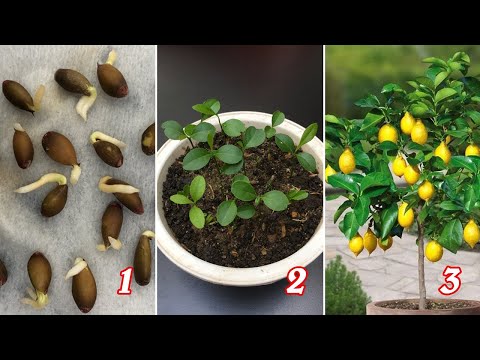 Video Trồng chanh từ hạt quả chanh mua ngoài chợ | Grow... - youtube