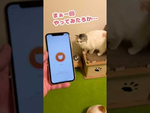 いや…めちゃくちゃまちごーとるがな【おしゃべりする猫】 #Shorts