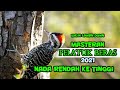 Masteran Burung Pelatuk Beras Terbaru Mp3 - Mp4 Download