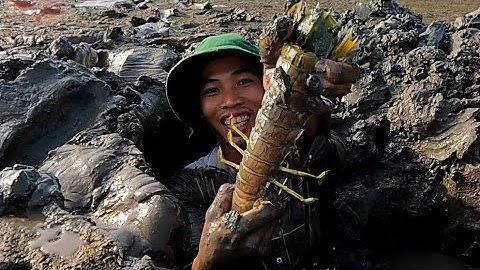 Bắt Được Tôm Tích Siêu Khổng Lồ | Gia Đình Cần Giờ |