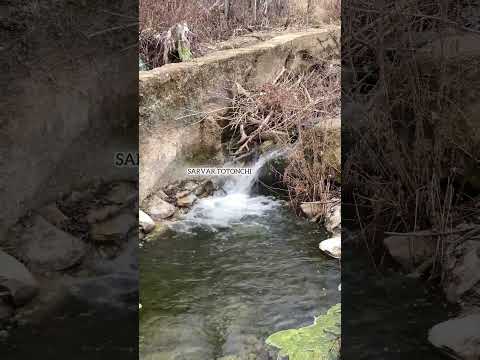 کوردستان جووانترینه دارستانه کانی نیشتمان بانه