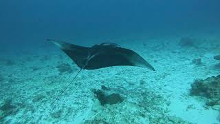 Manta saying hello - video 1 - to see from the perspective of Pauline Potter see video 2