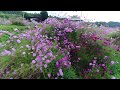 空撮　2017　10/1　川俣町小島の🌺🌺コスモス畑🌺🌺今、見頃です。