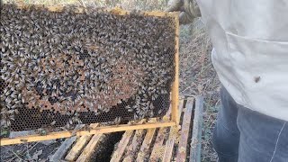 08.03.2024 Sprawdzam Stan Rodzin , Pszczoły Mocno Pracują.