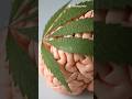 Weed on the Brain - Cognitive Damage #cannabiseducation #drugs #influencer #government #dangerous