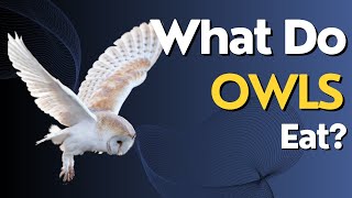 What Do Owls Eat? Uncovering the Diet of These Mysterious Night Hunters