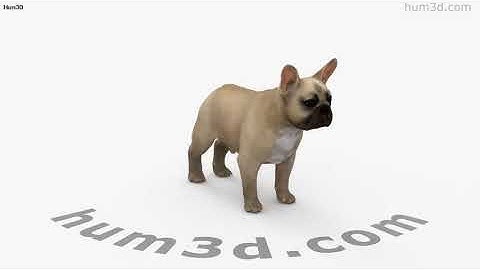 French Bulldog 3D model by 3DModels.org