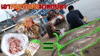 ✅สูตรเหยื่อ(หมูกระทะ) ตกปลากดทะเล กินดีโครตๆ!!