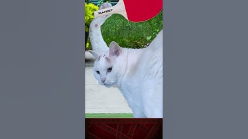 AVGN VS. CAT IN PING PONG!!