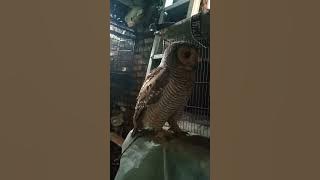 Burung hantu, Koko Beluk #burung hantu