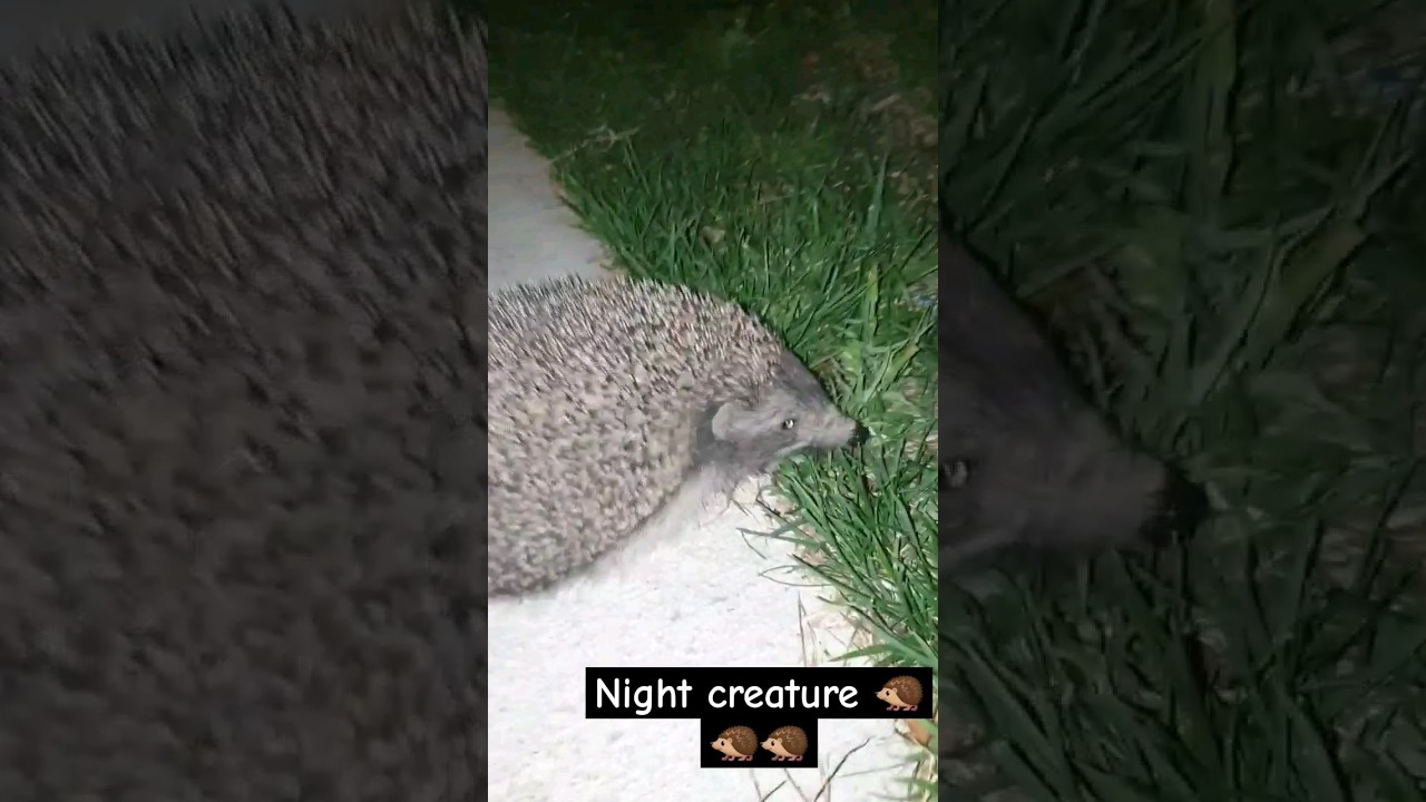 i found something interesting 🦔🦔 - YouTube