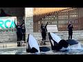 Orca Encounter Full Show SeaWorld Orlando February 17 2026