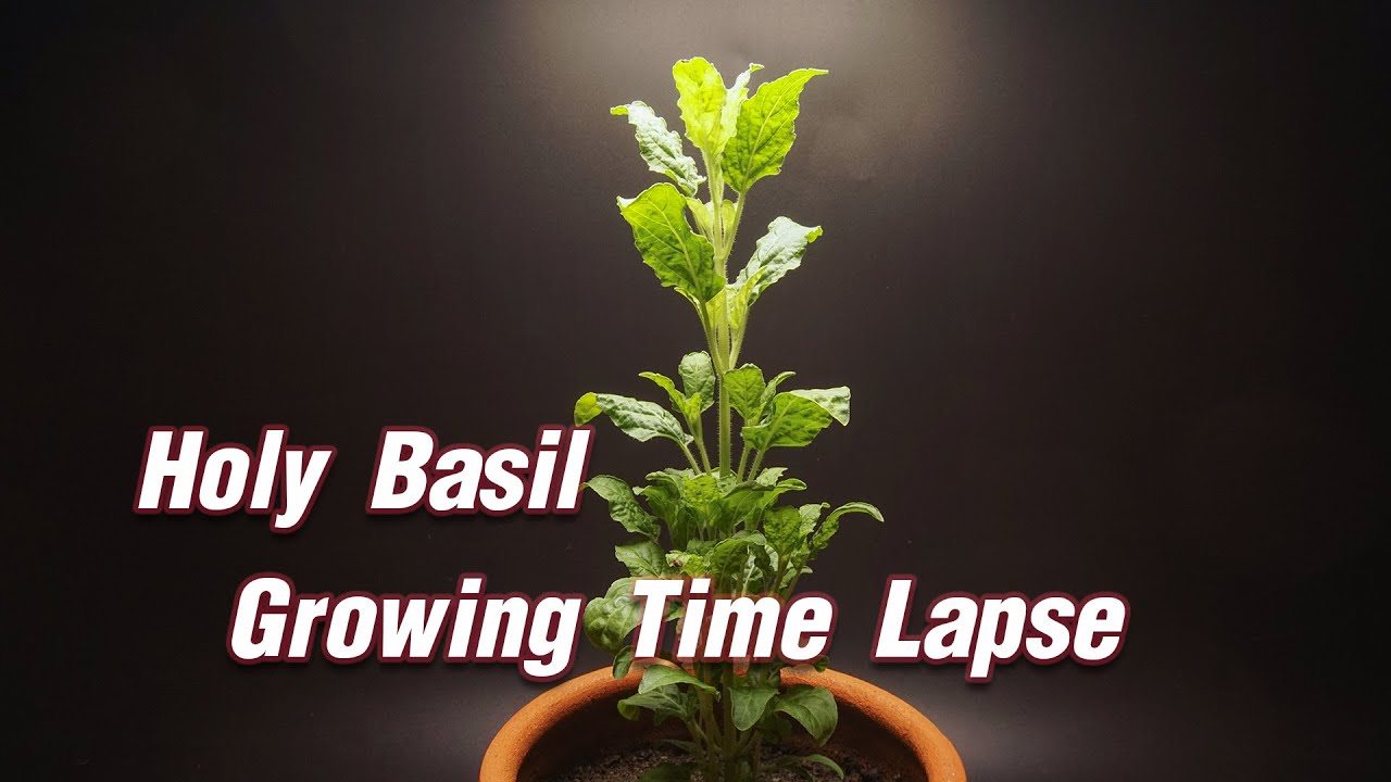 Holy Basil Growing Time Lapse 37 Days YouTube