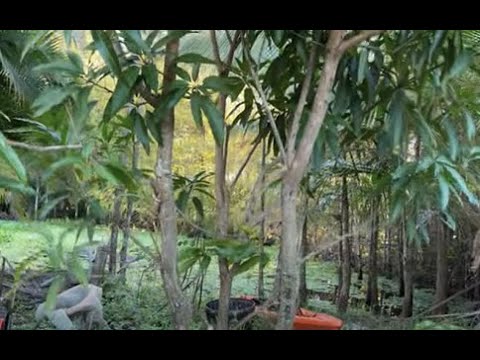 Three Mangos Trees Planted in One Hole