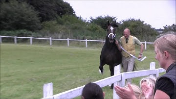 Valhallas Jennifer til kåring 2012.wmv