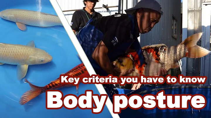 Selecting KOI with a strong BODY POSTURE | Big Koi Fish