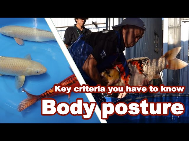 Selecting KOI with a strong BODY POSTURE | Big Koi Fish class=