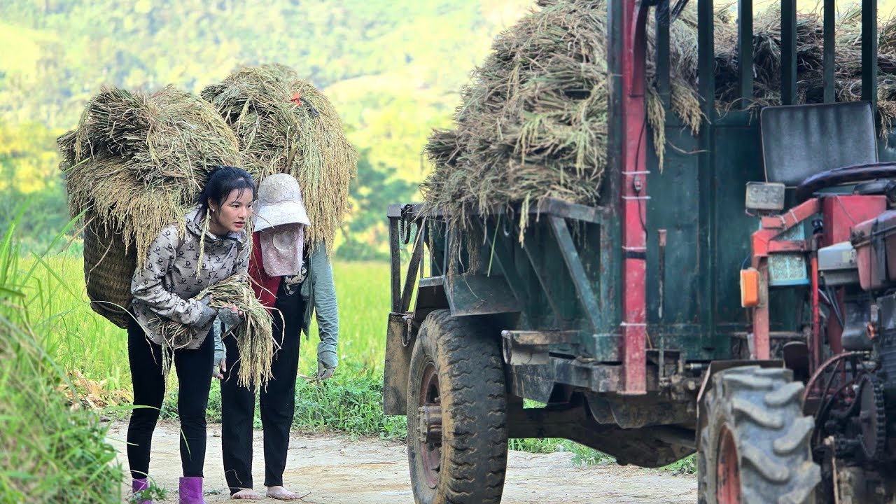 Agricultural vehicles, villagers together help harvest and transport rice#farm#riceharvesting#truck