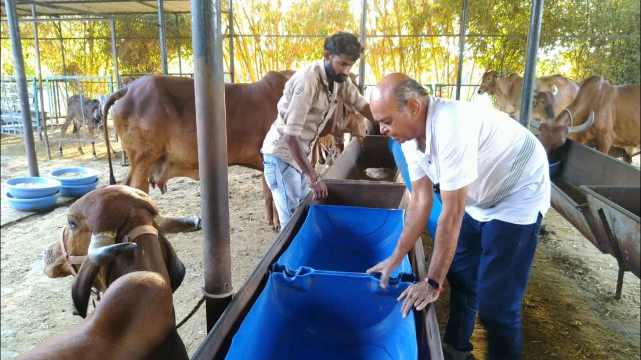 GIR COW FEEDING TRAY SOLUTION YouTube