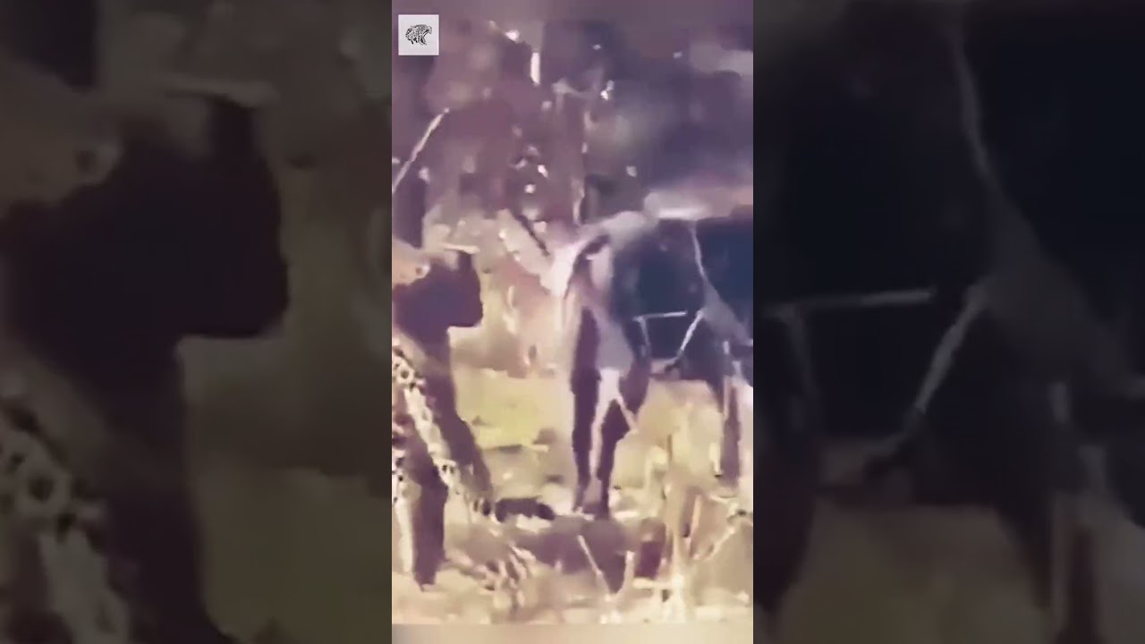 Leopard and Wild Pig Running at Incredible Speed - Credits: Unknown 🎥