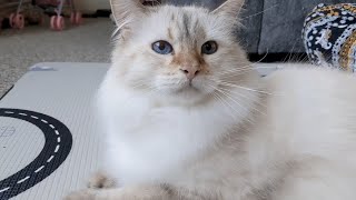 Cute Fluffy Nova Masquerade Cats brushing time by Da Chilling Cats 370 views 9 months ago 4 minutes, 56 seconds