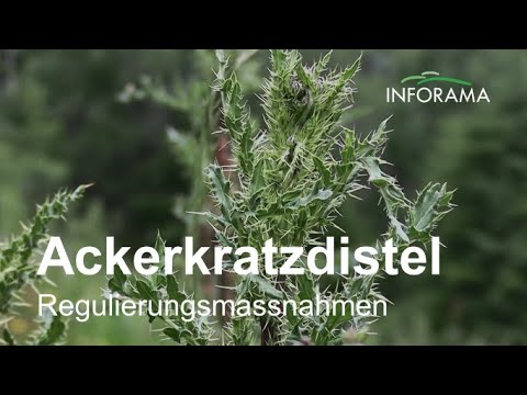 Ackerkratzdistel | Unkrautregulierung auf der Alp Tschuggen