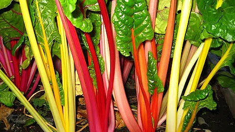 Grow Cool-Season Crops #2: Everyone Can Grow a Gar...