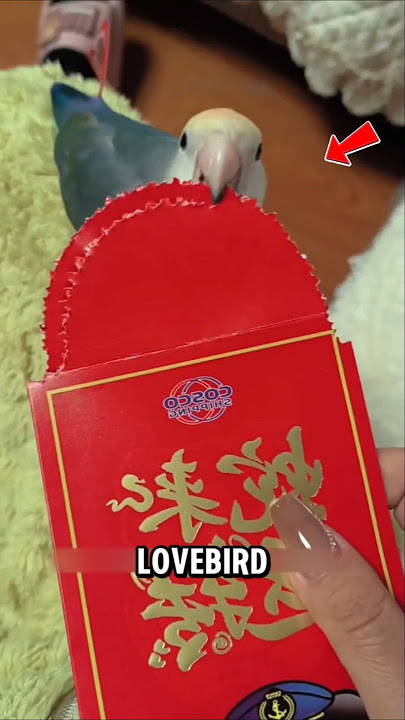 TINGKAH LUCU BURUNG LOVEBIRD: KERTAS DISOBEK, DAN DISIMPAN DI BULU!