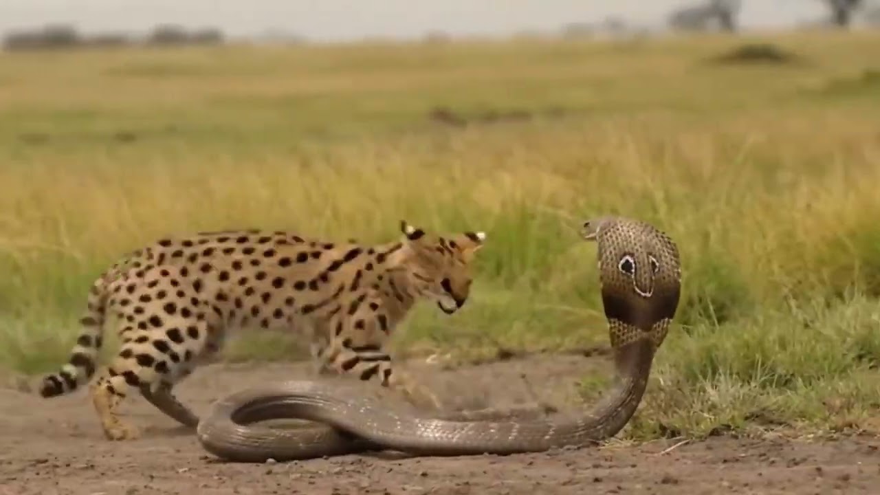 Serval Outsmarts King Cobra And Finishes The Fight Clean