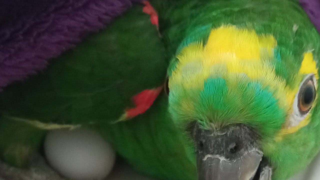 Papagaio Pode Comer Ovo - RETOEDU