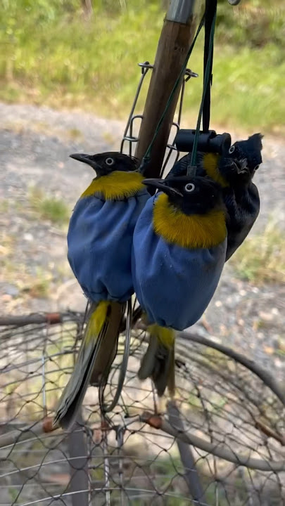 Lụp 3 em chào mào núi bổi, nhưng mất con chim mồi