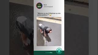 Se inscreva para mais vídeos engraçados @rovioriginal 😂 #memes #cachorro #pets #humor #shorts