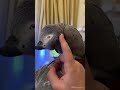 Тимоша🦜 страус и котик