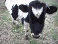 Cow Kung-Fu