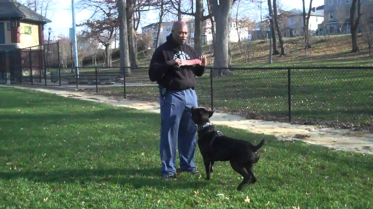 Title Shot Kennel Pt. 2 YouTube