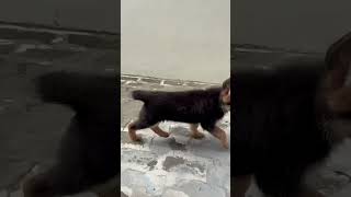 Trendingshorts Trending Trendylook Doglover Dog Lifedogfood Mydog Cutedog