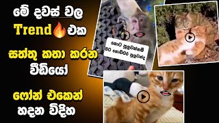 සත්තු කතා කරන |Animales funny videos sinhala |animale memes sinhala | capcut video editing sinhala screenshot 3