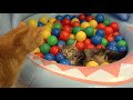 10 Cats playing in a pool of colorful balls ボールプールで遊ぶ10匹の猫